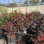 Yuletide Sun Camellia