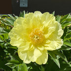 Yumi Iton Peony