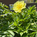 Yumi Iton Peony