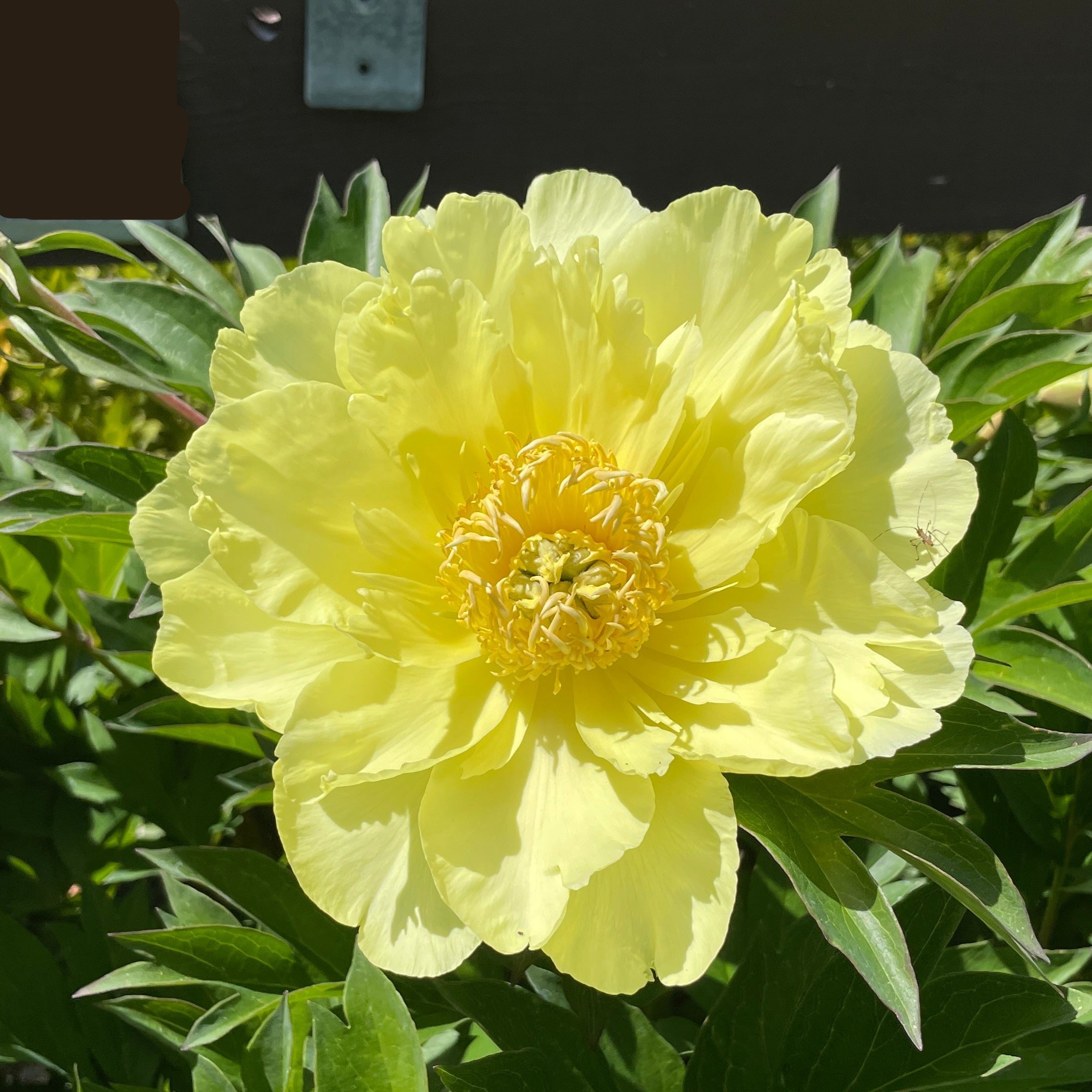Yumi Iton Peony