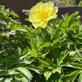 Yumi Iton Peony