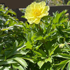 Yumi Iton Peony
