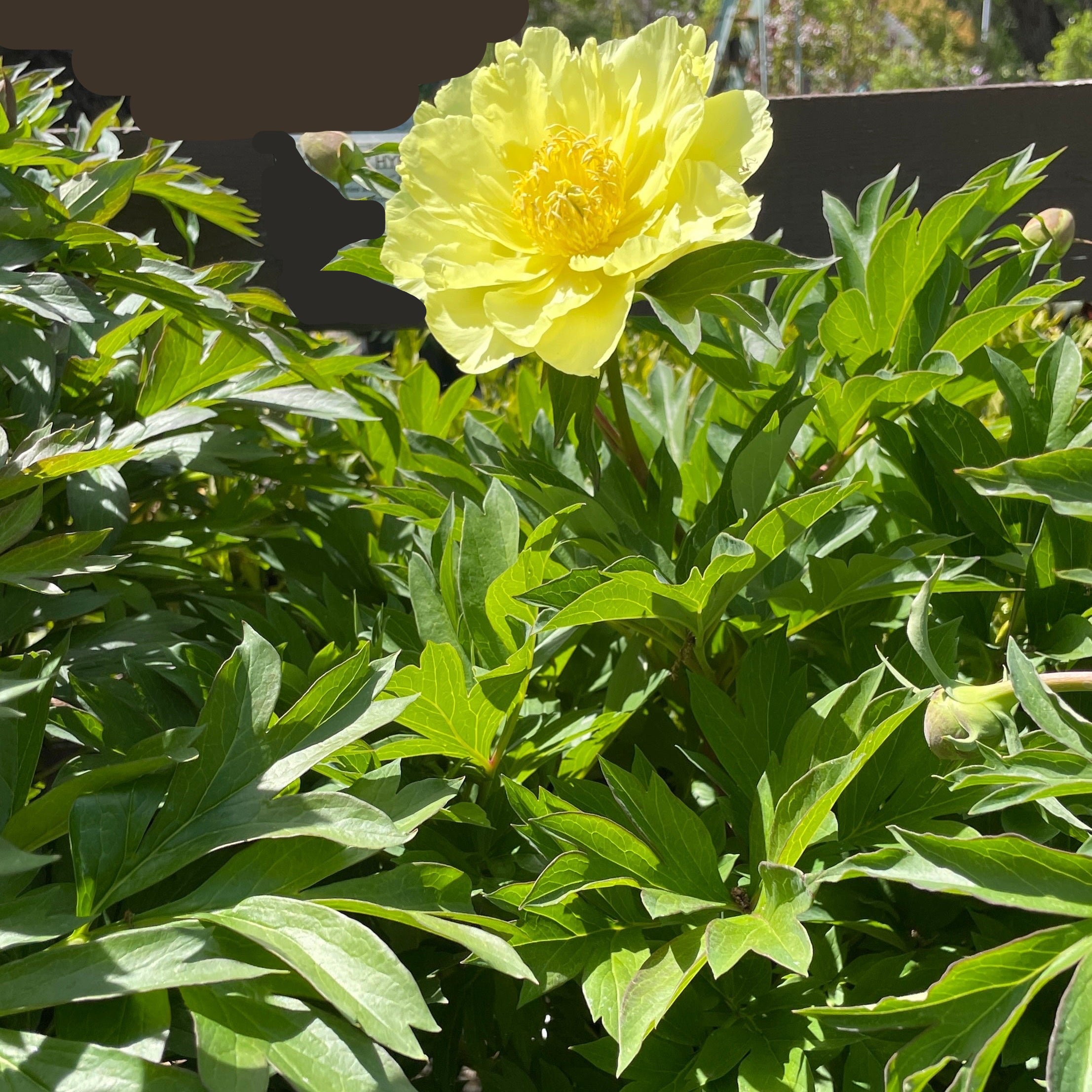 Yumi Iton Peony