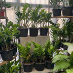 ZZ Plant