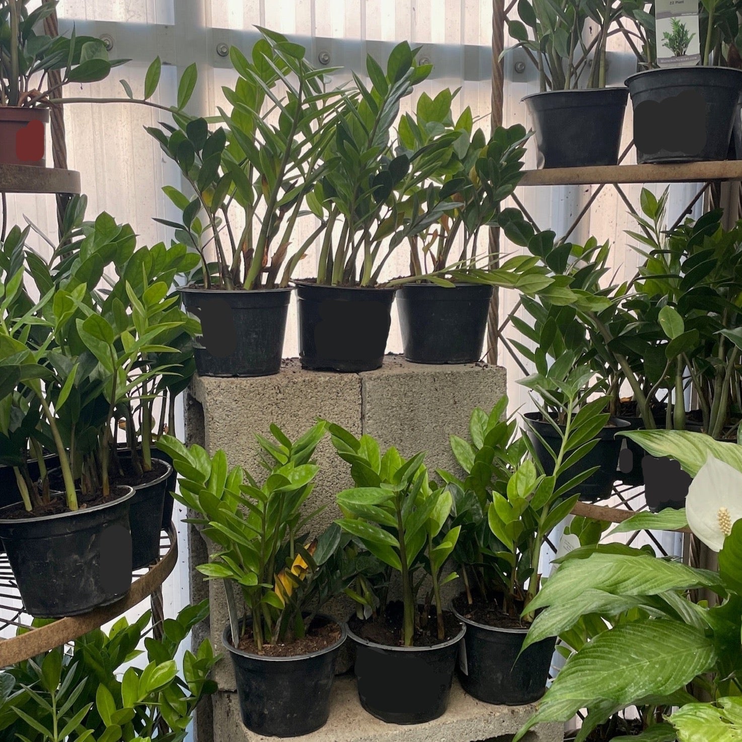 ZZ Plant