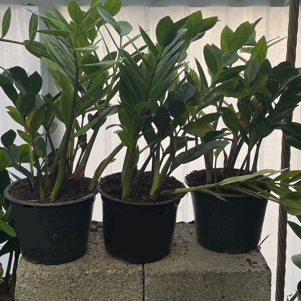 ZZ Plant