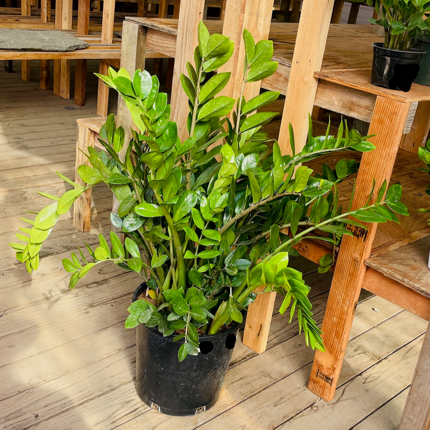 ZZ Plant