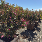 Zuni Crape Myrtle