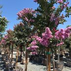 Zuni Crape Myrtle