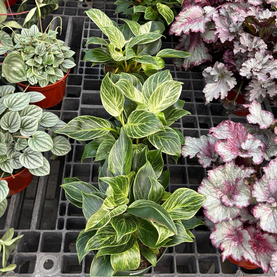 philodendron birkin 中文 铂金钻蔓绿绒| 规则白条纹革质叶| 优雅紧凑室内设计绿植| 耐阴桌面及办公室优选– Victory Nursery