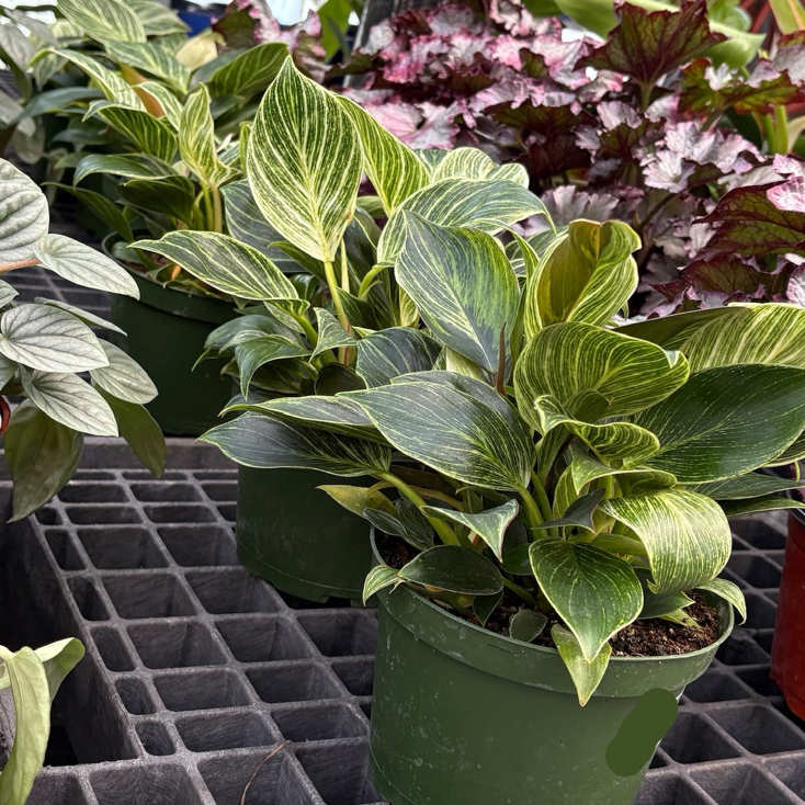 philodendron birkin 中文 铂金钻蔓绿绒 | 规则白条纹革质叶 | 优雅紧凑室内设计绿植