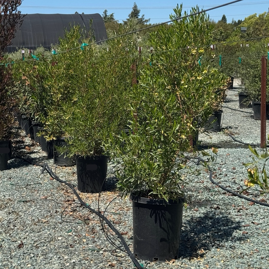 Green Hopseed Bush Dodonaea viscosa in 15 gallon nursery container
