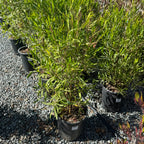 Green Hopseed Bush evergreen narrow green foliage in a 5 gallon nursery pot