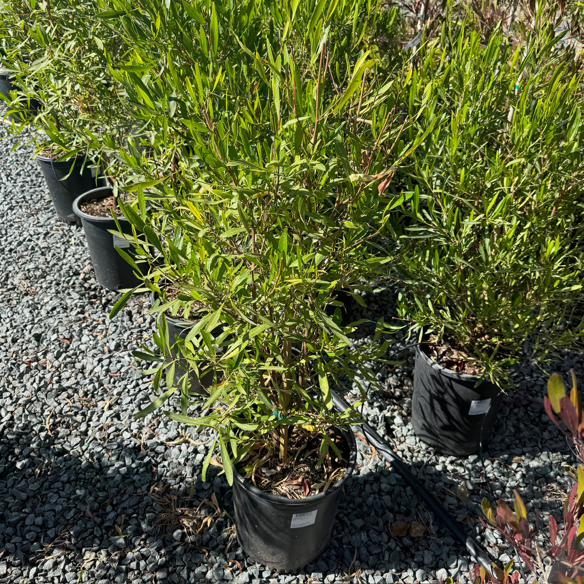 Green Hopseed Bush evergreen narrow green foliage in a 5 gallon nursery pot