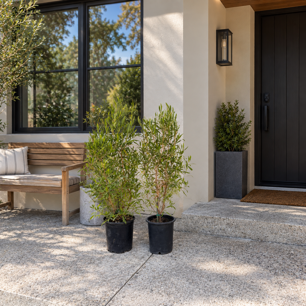 Green Hopseed Bush plants delivered to a California home