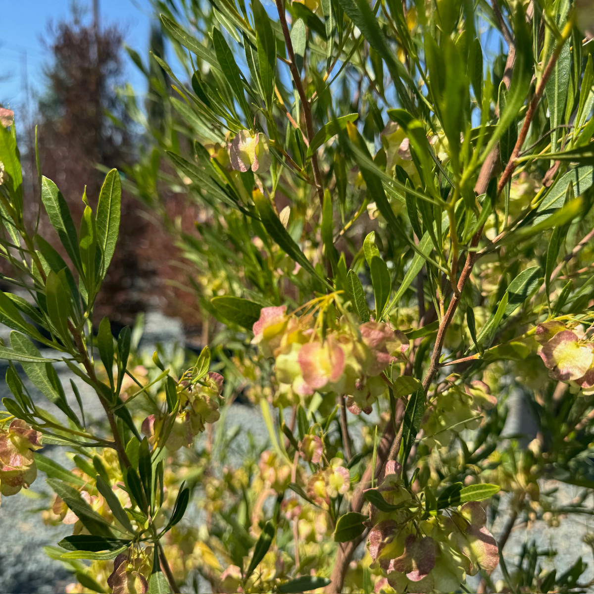 Green Hopseed Bush foliage and papery seed pods