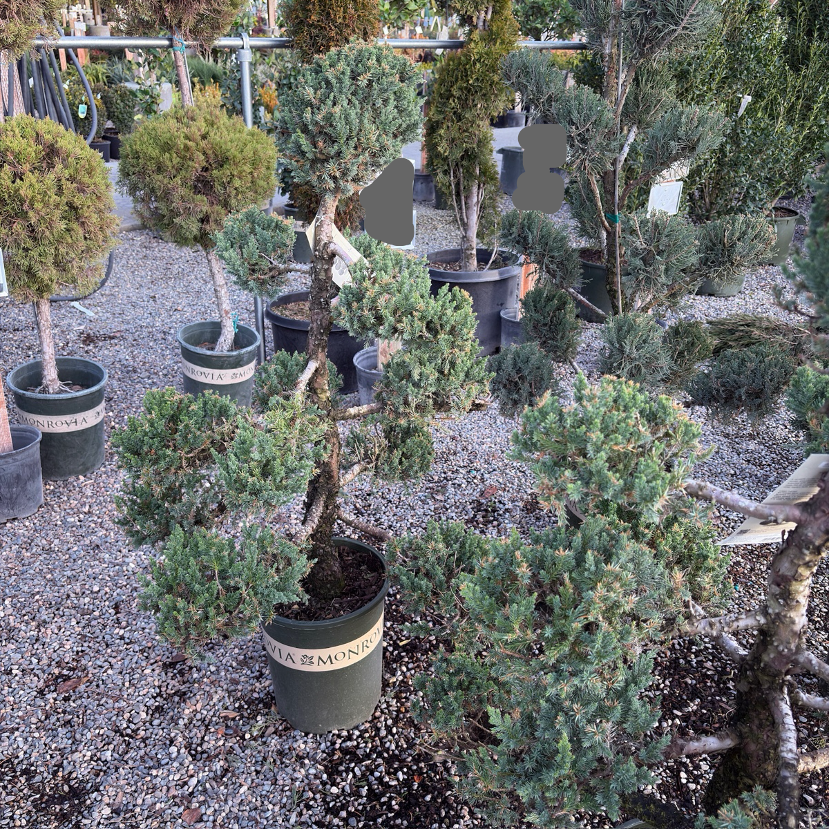 Potted Juniper Pom Pom trees in a garden center setting with gravel ground.