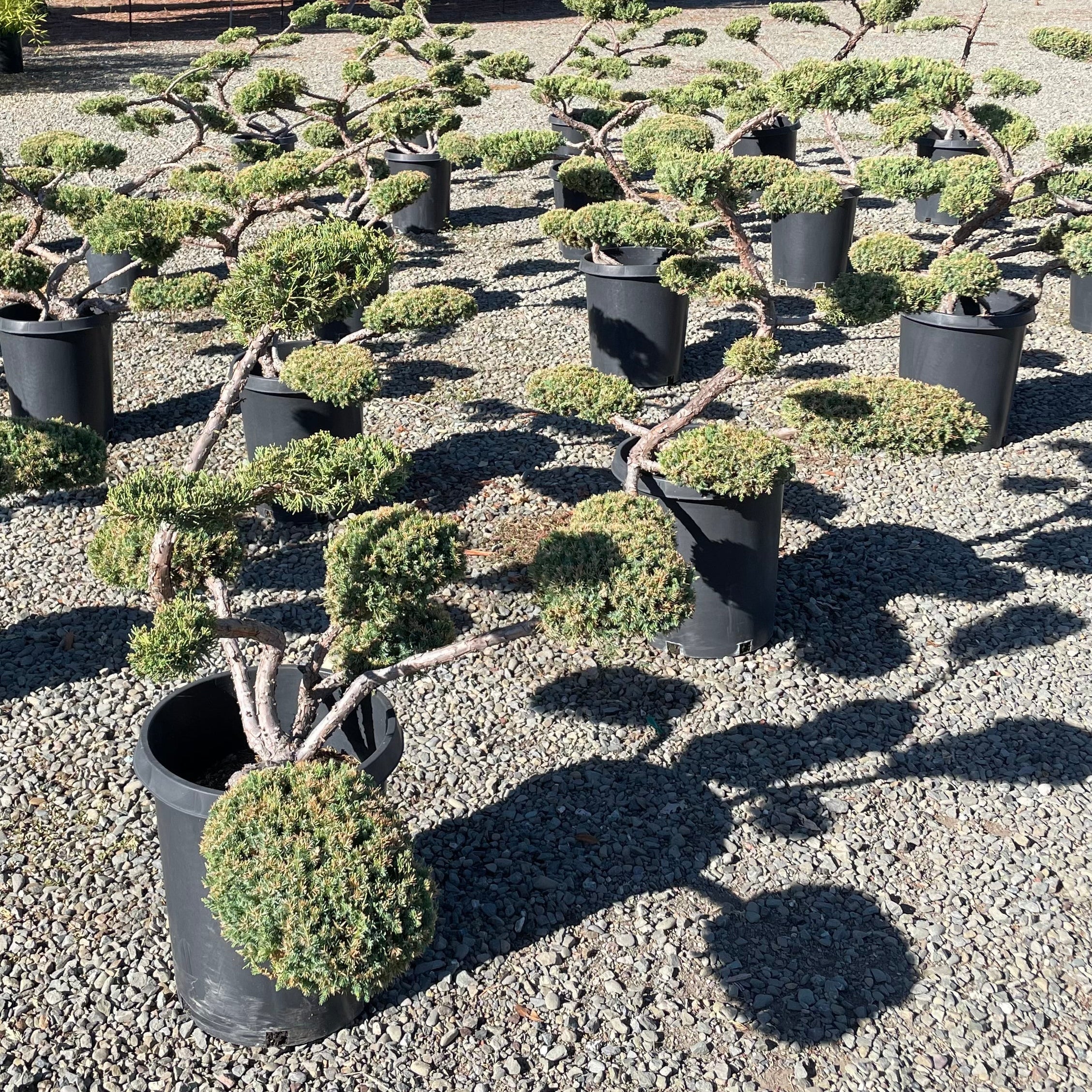 Collection of potted Juniper Pom Pom shrubs and trees arranged on a gravel surface with trees in the background.