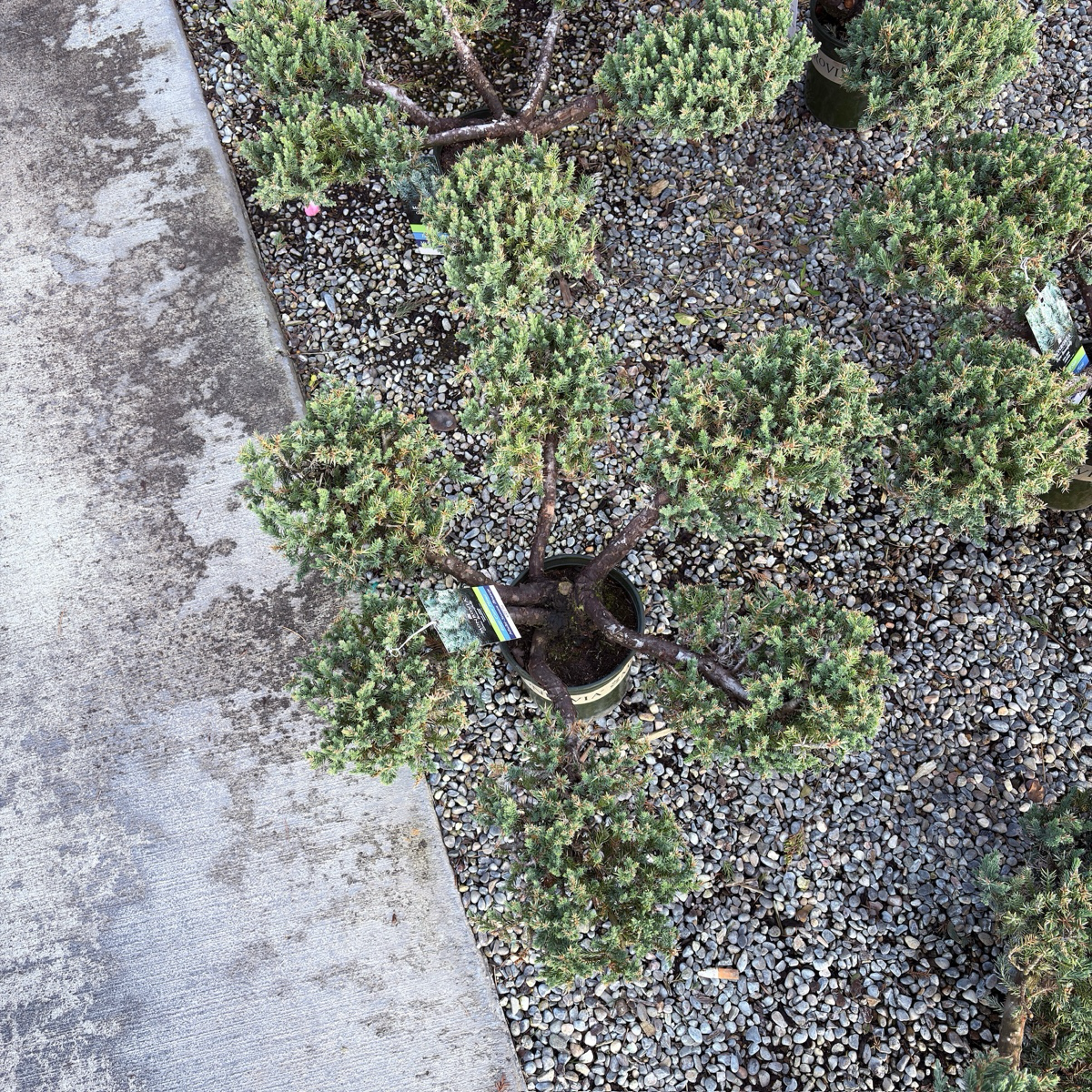 Juniper Pom Pom in a pot on a gravel surface next to a concrete edge.