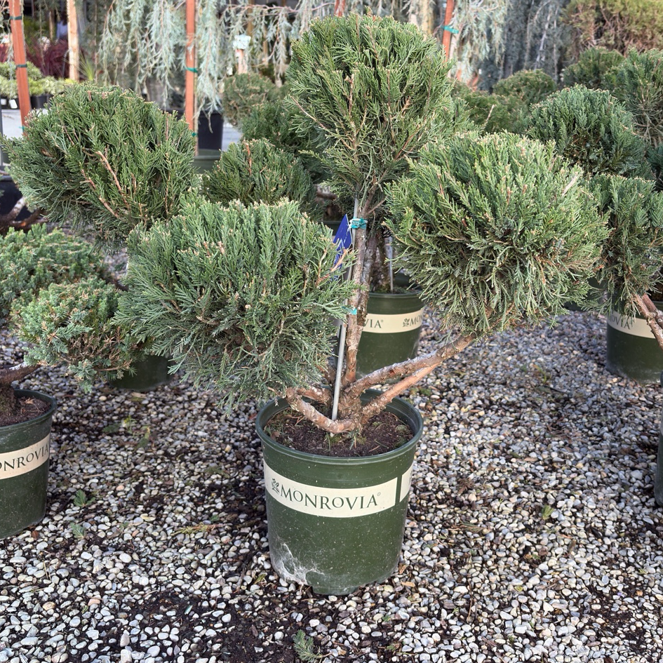 Potted Juniper Pom Pom trees with 'Monrovia' labels on a gravel surface.