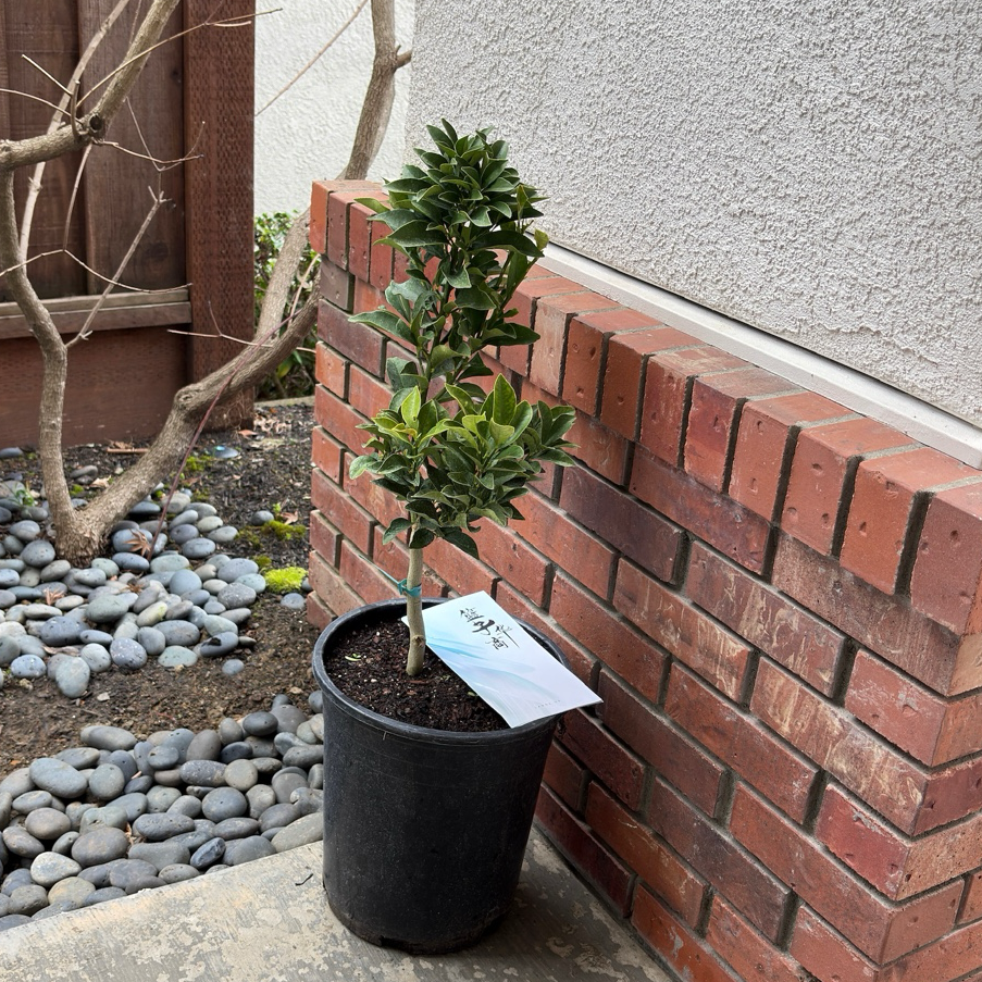 kumquat ‘Meiwa’