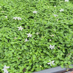 同瓣花（蓝星/白星）