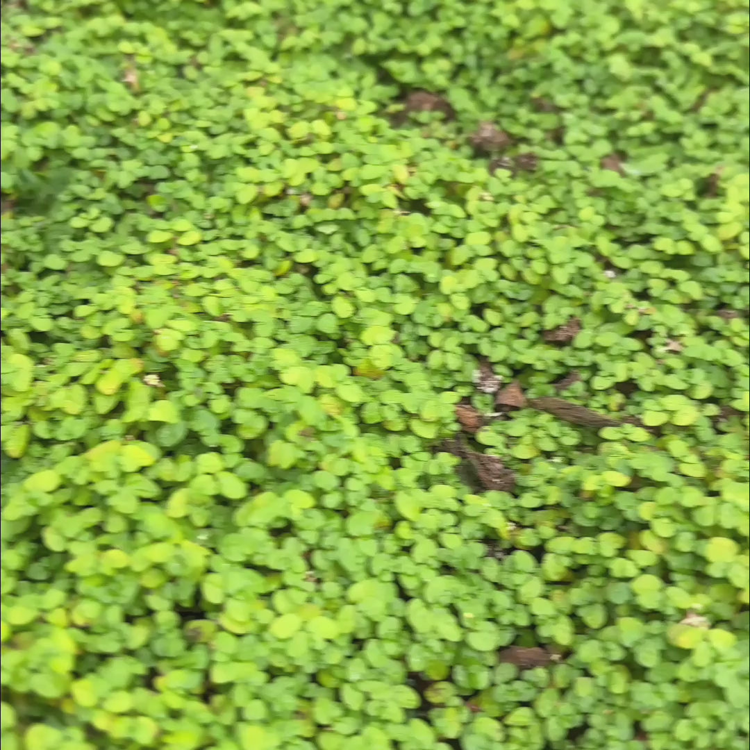 天使泪金钱麻