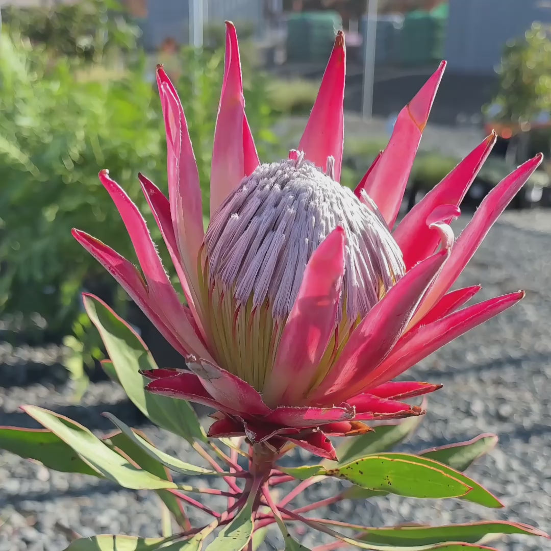 迷你国王帝王花