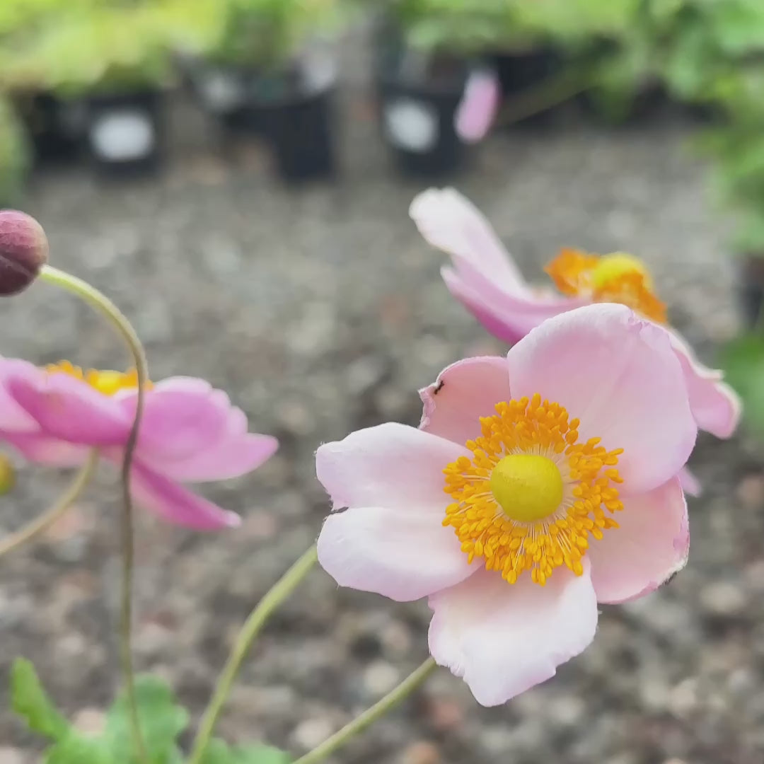 九月魅力银莲花