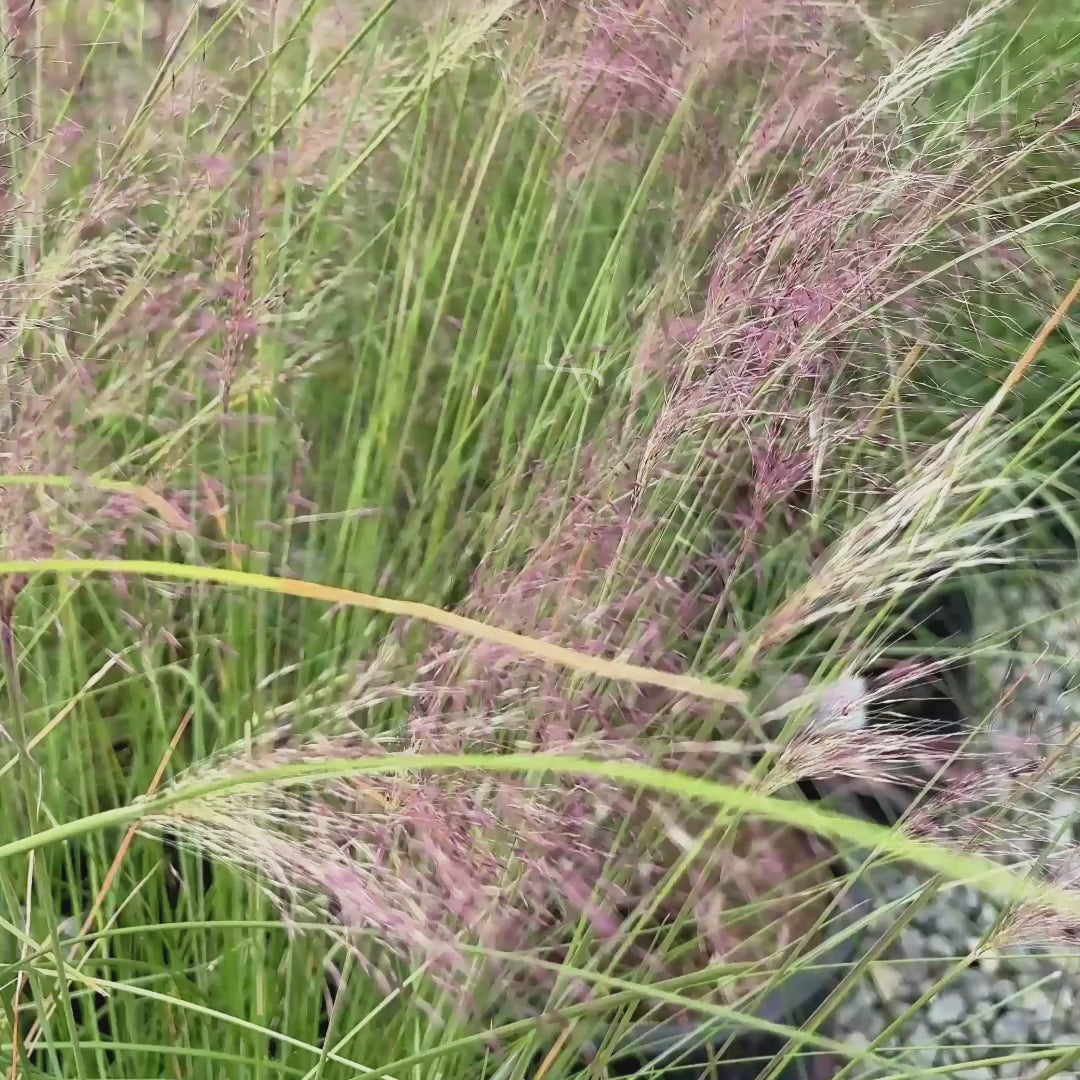 粉黛乱子草
