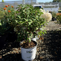 Bobo Panicle Hydrangea
