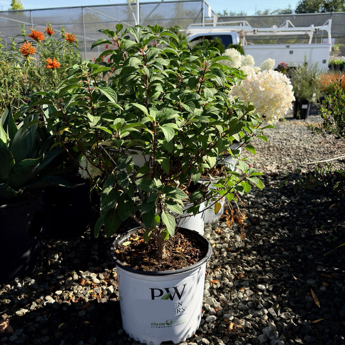 Bobo Panicle Hydrangea