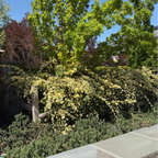 Yellow Lady Banks Climbing Rose