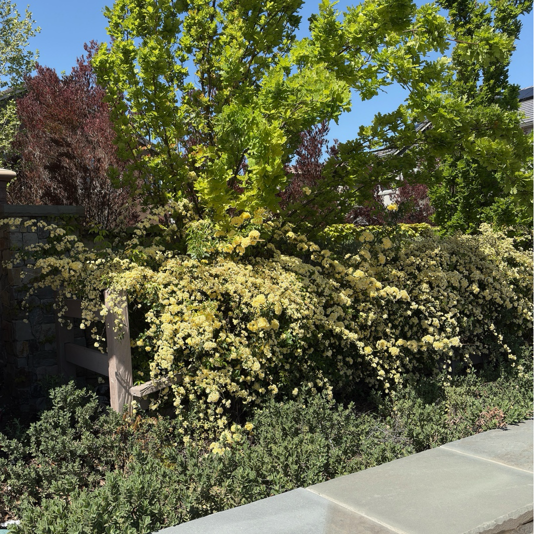 Yellow Lady Banks Climbing Rose